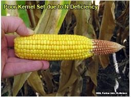Estimating Corn Grain Yield Prior To Harvest